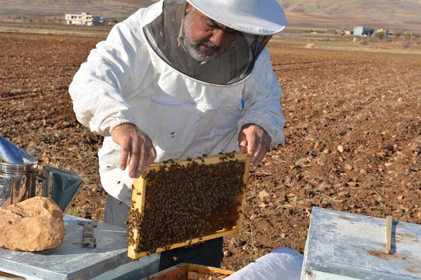 ​"Türkiye genelinde ciddi manada arılar telef oldu"
